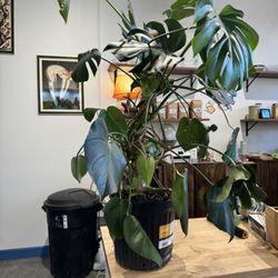 Nodest Home Plants