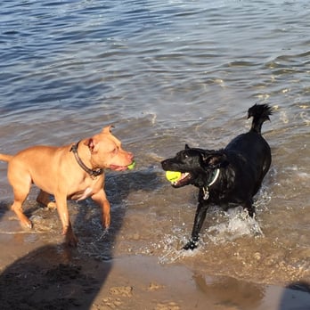 Dog Beach at Belmont Harbor - Dog Parks Near Me - Chicago, Illinois Dog Beach at Belmont Harbor - Dog Parks Near Me - Chicago, Illinois