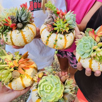 Rooted Treasures Succulents - Succulent pumpkins - Gift Shops Near Me - Sunset Valley, Texas