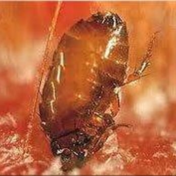 ARC Termite And Pest Control - Fleas - Pest Control Near Me - Riverview, Florida