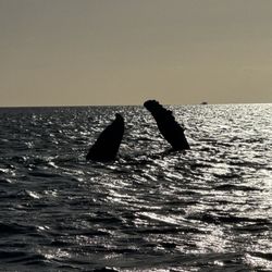 Maui Reef Adventures - Beautiful and close to our boat. This company respected the ocean and its guests