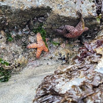 College Cove - Beaches Near Me - Trinidad, California