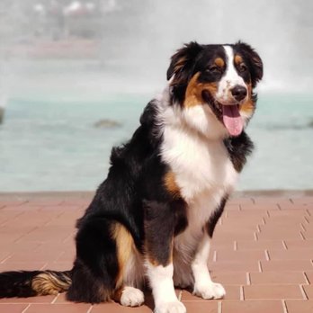 Butterworth Dog Training - Birdie in place command. - Pet Training Near Me