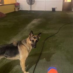 Royal Pets Market, Resort, Veterinary Center