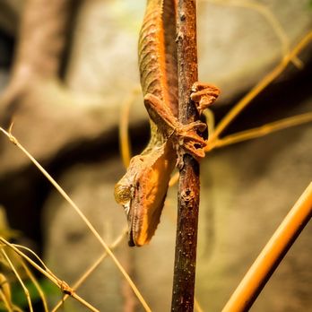 Houston Zoo - More lizard - Zoos Near Me - Houston, Texas Houston Zoo - More lizard - Zoos Near Me - Houston, Texas