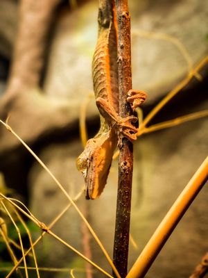 Houston Zoo by null