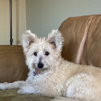 Workindoggz - Abby relaxing on a comfy chair like she owns the place, just like she does at home. - Dog Walkers Near Me - Hayward, California Workindoggz - Abby relaxing on a comfy chair like she owns the place, just like she does at home. - Dog Walkers Near Me - Hayward, California