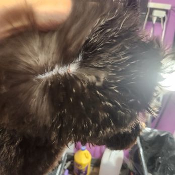 Bunk & Biscuit - Dog photo - Pet Groomers Near Me - Niles, Michigan