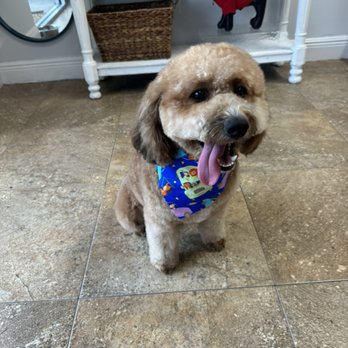 Happy Tails Pet Spa - Haircut! - Pet Groomers Near Me - Wellington, Florida Happy Tails Pet Spa - Haircut! - Pet Groomers Near Me - Wellington, Florida