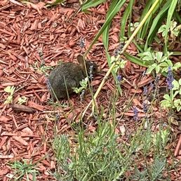 This little guy and his brothers and sisters entertained our every breakfast.