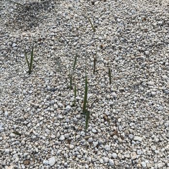 Em Lawns - Grass coming up after 2 weeks - Lawn Services Near Me Em Lawns - Grass coming up after 2 weeks - Lawn Services Near Me