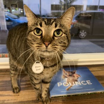 Pounce Cat Cafe - Oh hai! - Themed Cafes Near Me - Savannah, Georgia Pounce Cat Cafe - Oh hai! - Themed Cafes Near Me - Savannah, Georgia