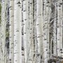 Photo of Mountain Properties & Landscapes
