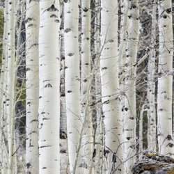 Mountain Properties & Landscapes - Trees