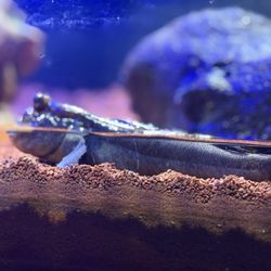 AquaRio