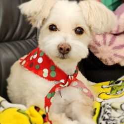 K-9 Style - @K-9 Style Grooming; 12/9/2024.Mahalo Nui Owner Mi-Sun 4Grooming our Anela Bella! Mahalo Hubby David 4treating Anela 2! Xo! 11 1/2 yrs old.