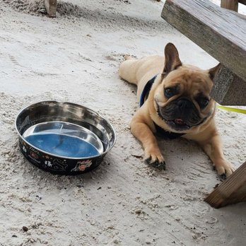 SurfSide Dog - Dog Walkers Near Me - Selbyville, Delaware SurfSide Dog - Dog Walkers Near Me - Selbyville, Delaware