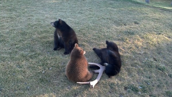 Bear Country USA by null