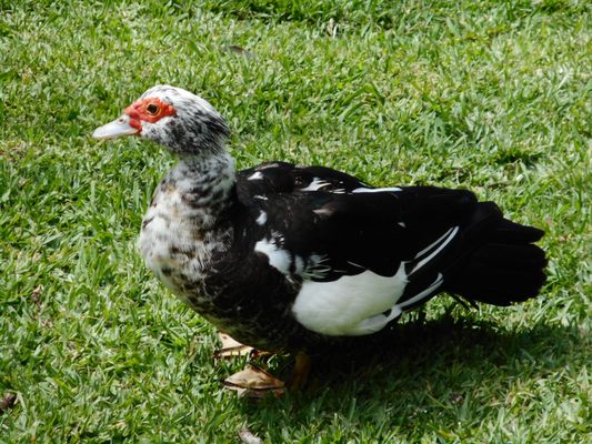 Parque de Santa Catarina by null