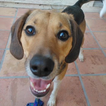 Precious Paws Pet Sitting - Pet Sitting Near Me Precious Paws Pet Sitting - Pet Sitting Near Me