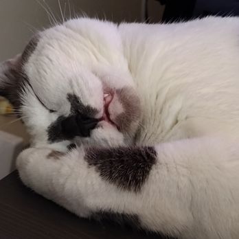 Best Care Pet Clinic - Coconut alias Googoo - Veterinarians Near Me - Glendale, California Best Care Pet Clinic - Coconut alias Googoo - Veterinarians Near Me - Glendale, California