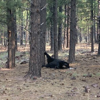 Bearizona - Cute bear - Zoos Near Me - Williams, Arizona