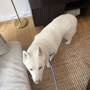 Biscuits & Bath - Upper East Side - Pet Sitting Near Me - New York, New York