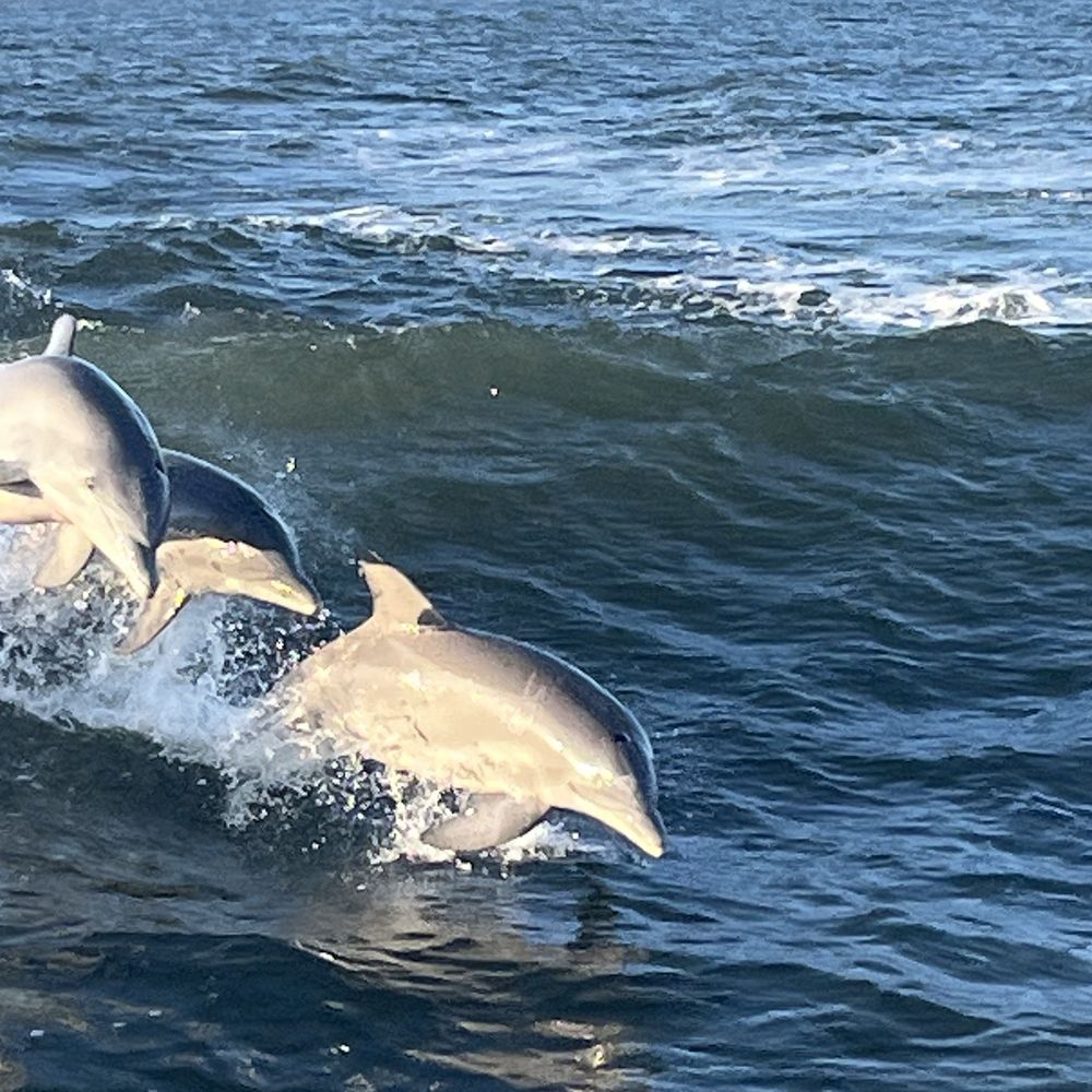 Dolphin Cruises Aboard the Cold Mil Fleet - Dolphins - Boat Charters Near Me - Orange Beach, Alabama Dolphin Cruises Aboard the Cold Mil Fleet - Dolphins - Boat Charters Near Me - Orange Beach, Alabama