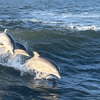 Dolphin Cruises Aboard the Cold Mil Fleet - Dolphins - Boat Charters Near Me - Orange Beach, Alabama