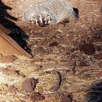 Bearizona - Zoos Near Me - Williams, Arizona Bearizona - Zoos Near Me - Williams, Arizona