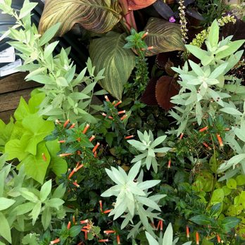 McCue Garden Center - Nurseries & Gardening Near Me - Woburn, Massachusetts
