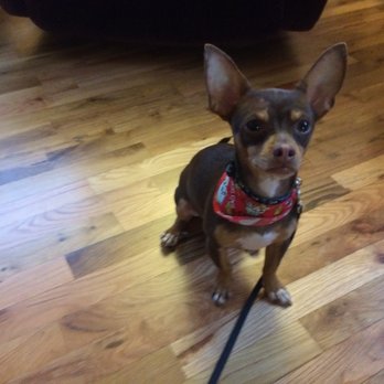 Laurel's Pet Grooming - Poindexter happy, clean and dry. Thank you Creda! - Pet Groomers Near Me - Lacey, Washington Laurel's Pet Grooming - Poindexter happy, clean and dry. Thank you Creda! - Pet Groomers Near Me - Lacey, Washington
