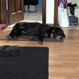 Contented Dog
