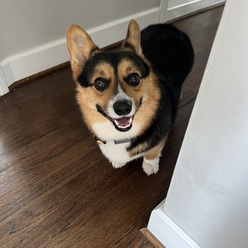 Somerset Dog Grooming - Tri-color corgi, groomed - Pet Groomers Near Me - Southfield, Michigan Somerset Dog Grooming - Tri-color corgi, groomed - Pet Groomers Near Me - Southfield, Michigan