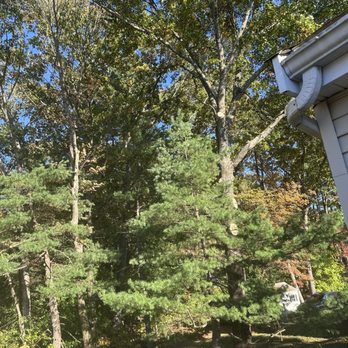 Hailey Tree - Tree Services Near Me