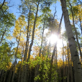Tarryall River Ranch - September aspens - Vacation Rentals Near Me - Lake George, Colorado Tarryall River Ranch - September aspens - Vacation Rentals Near Me - Lake George, Colorado