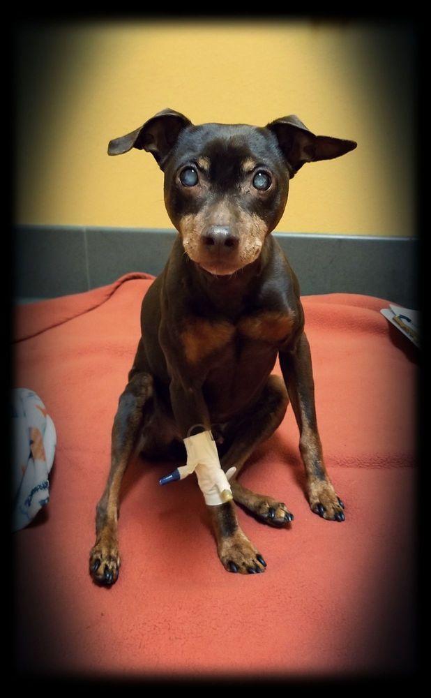 petcare mendocino ave