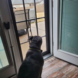 The security doors improved the look and heat efficiency. Dog approved. The security doors improved the look and heat efficiency. Dog approved.