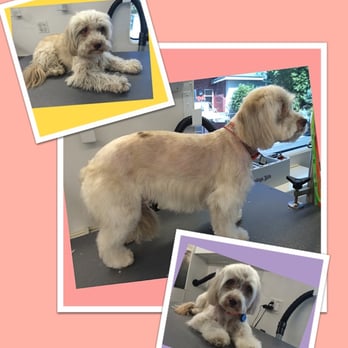 Groomingtails's Spa - Pet Groomers Near Me