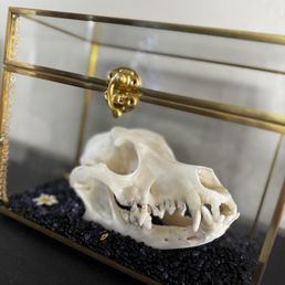 Skull Preservation
