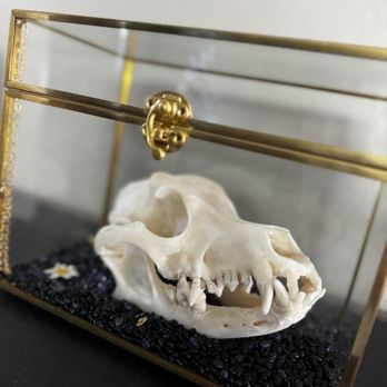 AquaCrossings - Skull Preservation - Pet Cremation Services Near Me - Tempe, Arizona