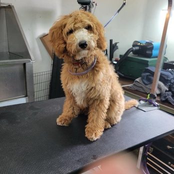 KCS Dog Spaw - our 4 month old mini-golden doodle...Before - Pet Groomers Near Me KCS Dog Spaw - our 4 month old mini-golden doodle...Before - Pet Groomers Near Me