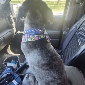 Love on a Leash - Mr. EKKO   On his way home from the seeing Whitney - Pet Groomers Near Me - Lomita, California