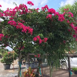 Gray's Ornamentals - Beautiful, high quality plants and over 200 varieties to choose from here. Love this business