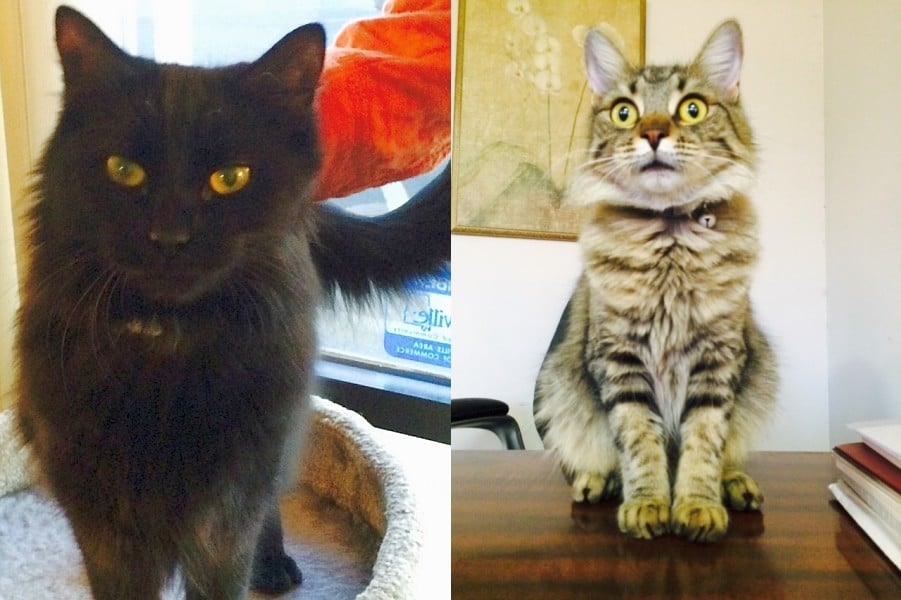 Clark Counseling Services - grief counselor in Prattville, AL