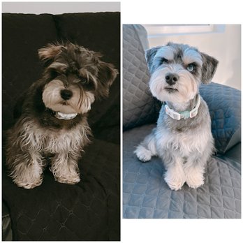 Ironmaya Pet Grooming - Before and after - Pet Groomers Near Me - Diamond Bar, California