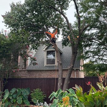 Quality Tree Service - Tree removal - Tree Services Near Me - Denton, Texas Quality Tree Service - Tree removal - Tree Services Near Me - Denton, Texas