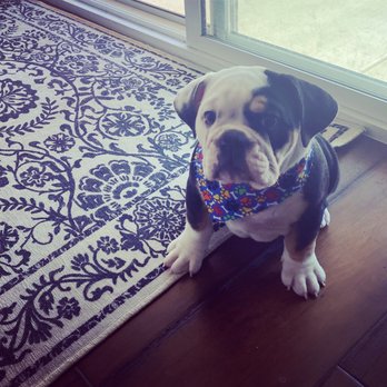 Dirty Dog Solutions - Charlie - Pet Groomers Near Me Dirty Dog Solutions - Charlie - Pet Groomers Near Me