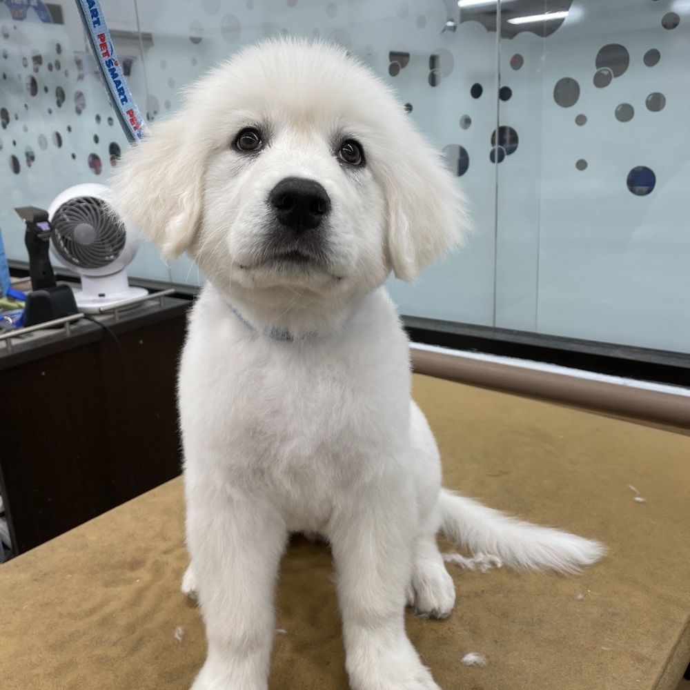 PetSmart - Puppy after Lisa groomed her - Pet Training Near Me - San Bernardino, California PetSmart - Puppy after Lisa groomed her - Pet Training Near Me - San Bernardino, California