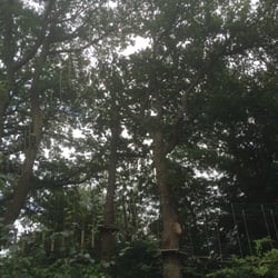 Tree Zone - More obstacles.